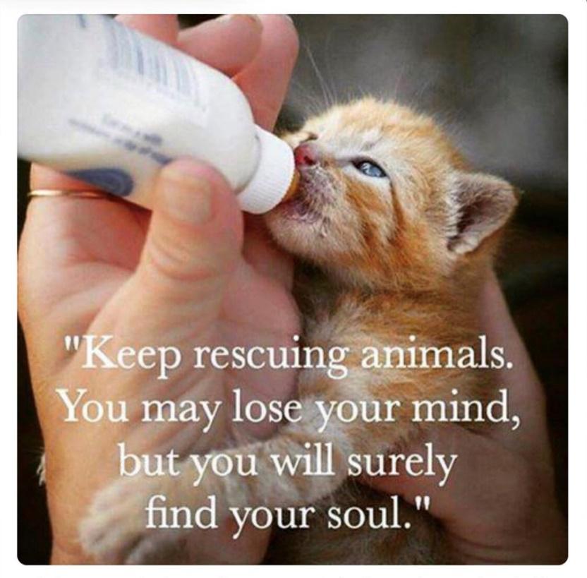 Rescue Kitten