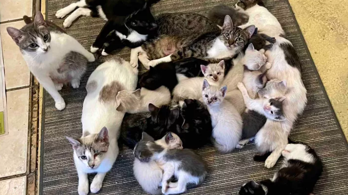 Kitten Moms